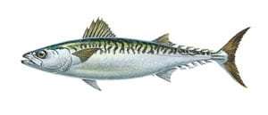The /SWS/ Bait Encyclopedia