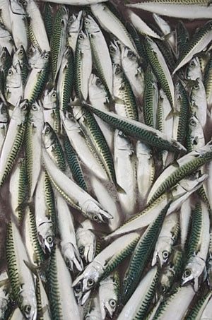 The /SWS/ Bait Encyclopedia