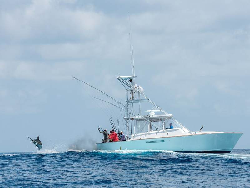 blue marlin