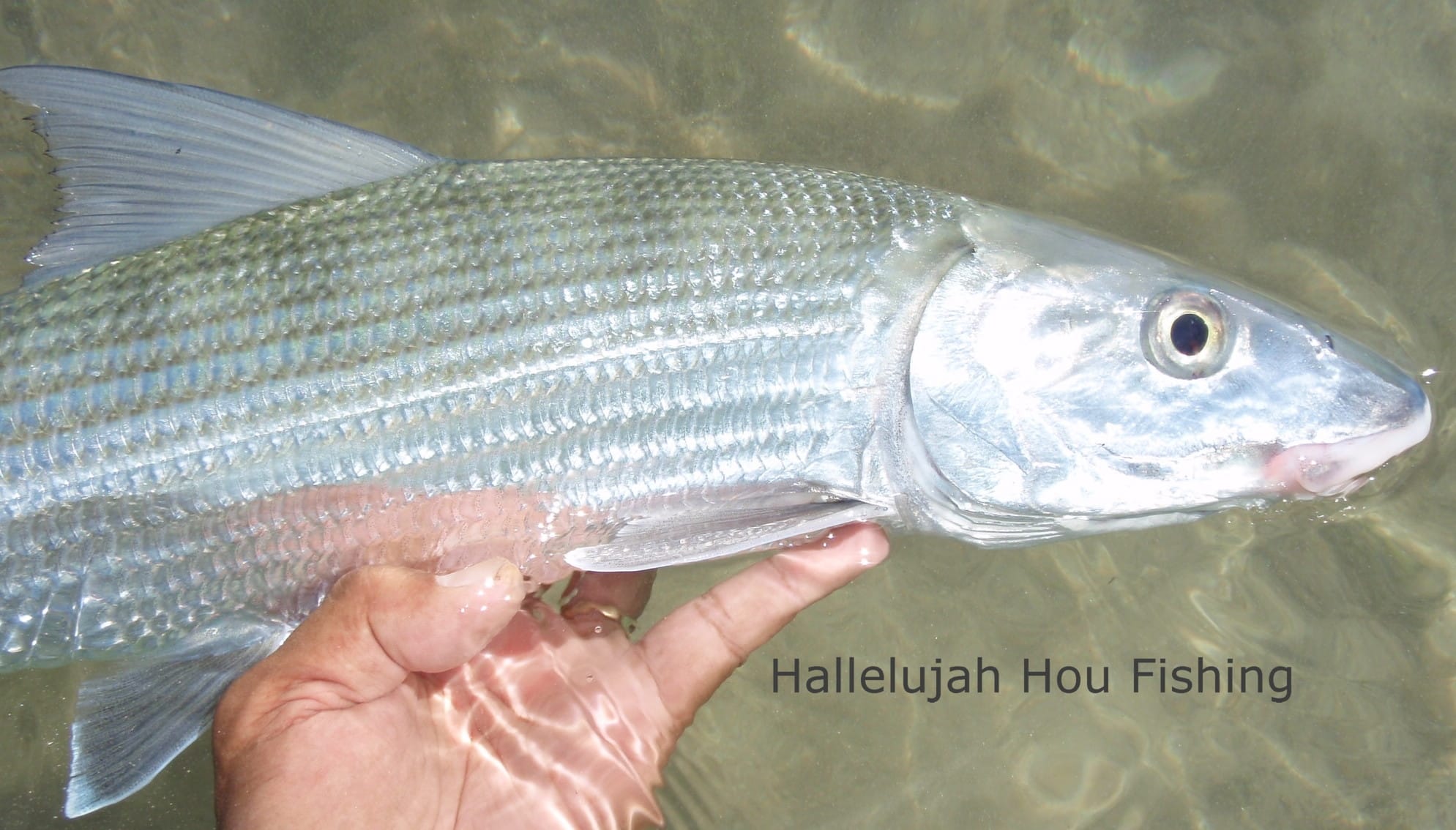 The Bones are here and hungry | Salt Water Sportsman