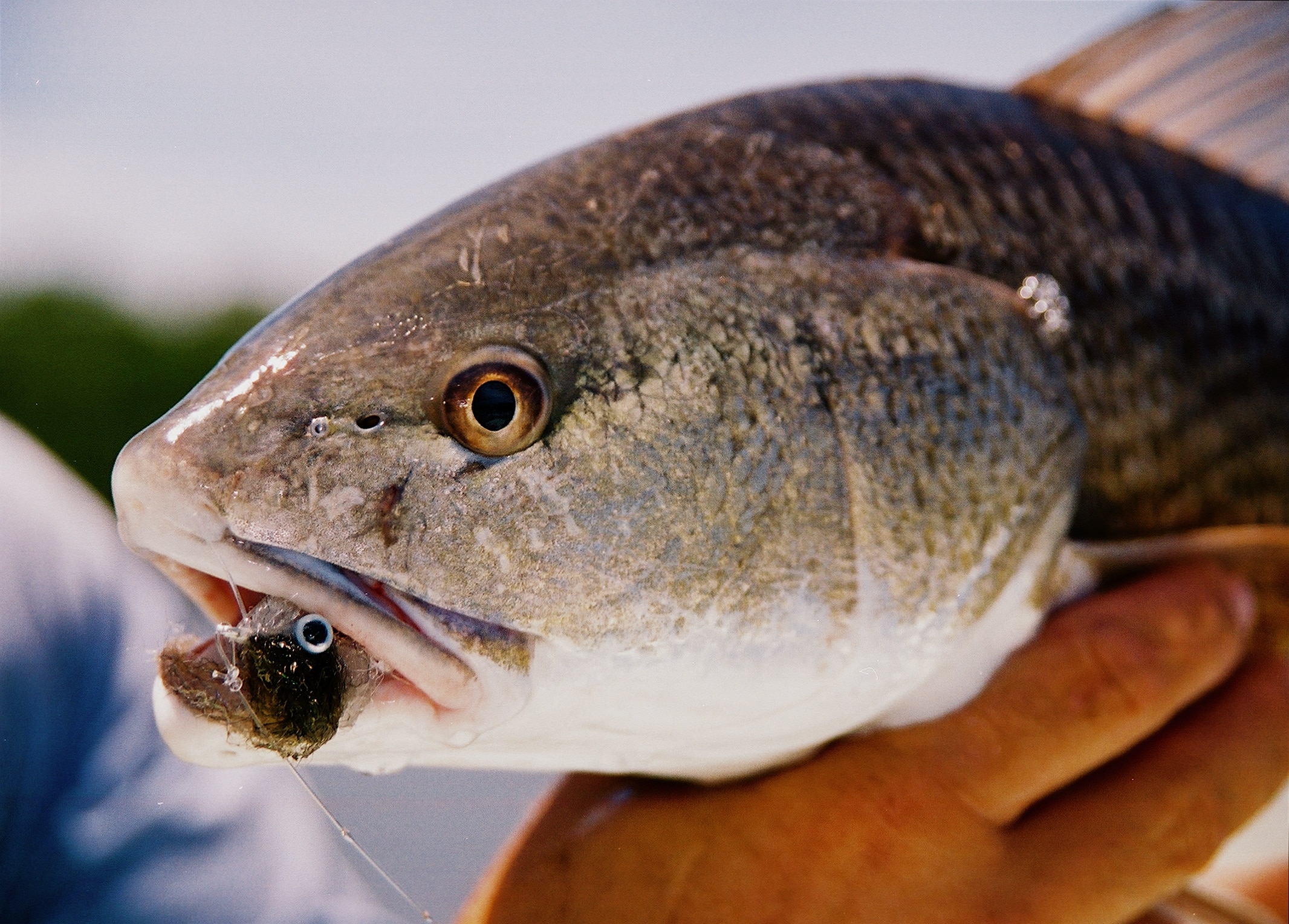 Blare Fish After the Freeze | Salt Water Sportsman