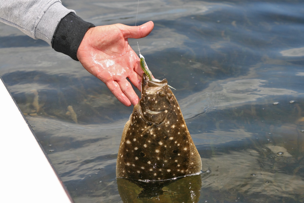 How to Catch Flounder, Best Rigs & Baits for Flounder Fishing Salt