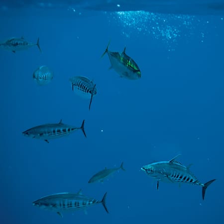 Tuna Tech | Salt Water Sportsman