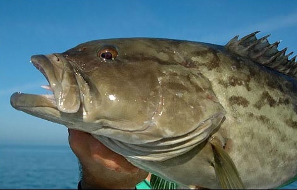 Gag grouper Gag grouper