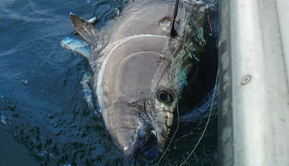 giant tuna main