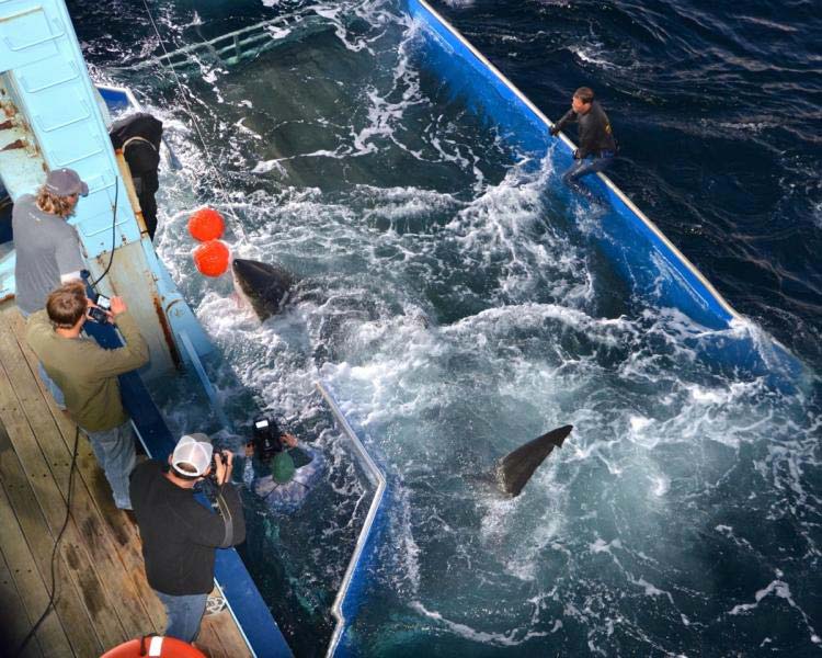 Great White Shark Tag