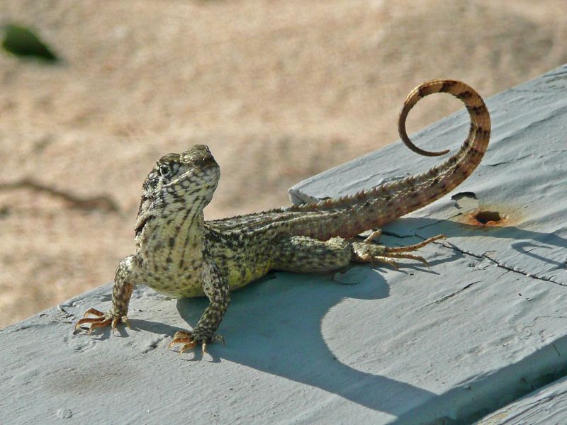 Curly tail iguanas are plentiful on Elbow Cay and many other Bahamian islands.