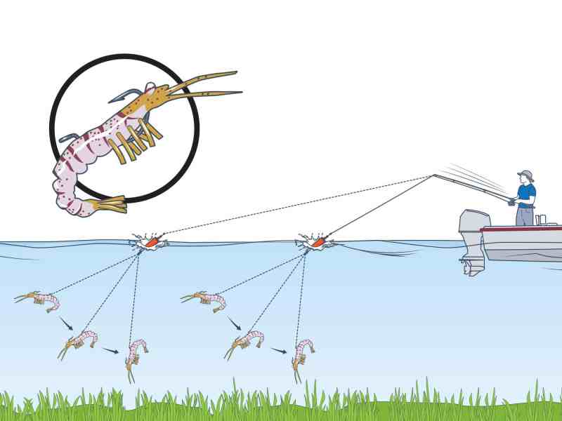 Tie on the shrimp lure directly to your line to imitate the crustacean's natural swimming action.
