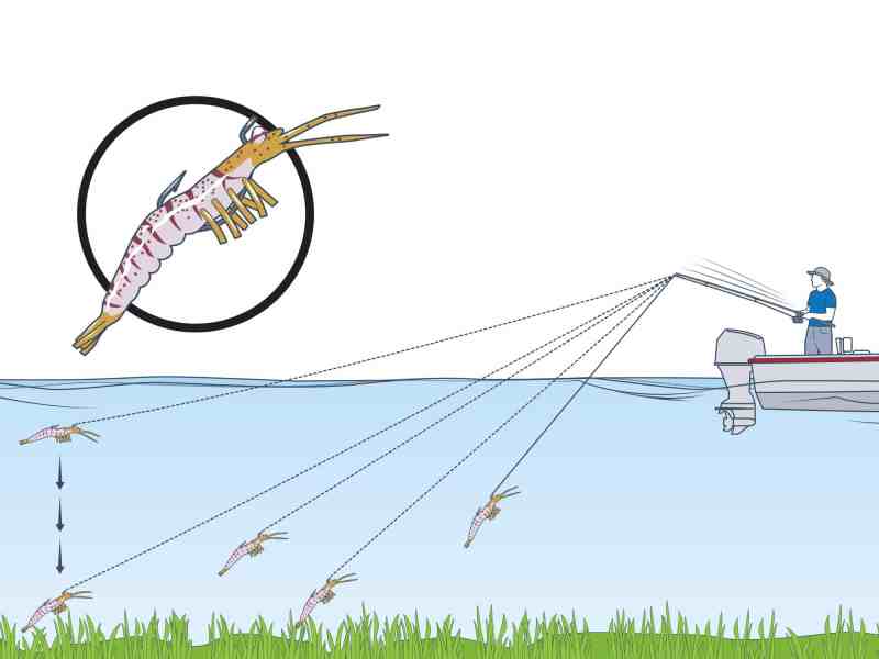 Shrimp lures with the eye of the hook on the top are ideal for popping corks.
