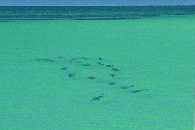 tarpon fishing