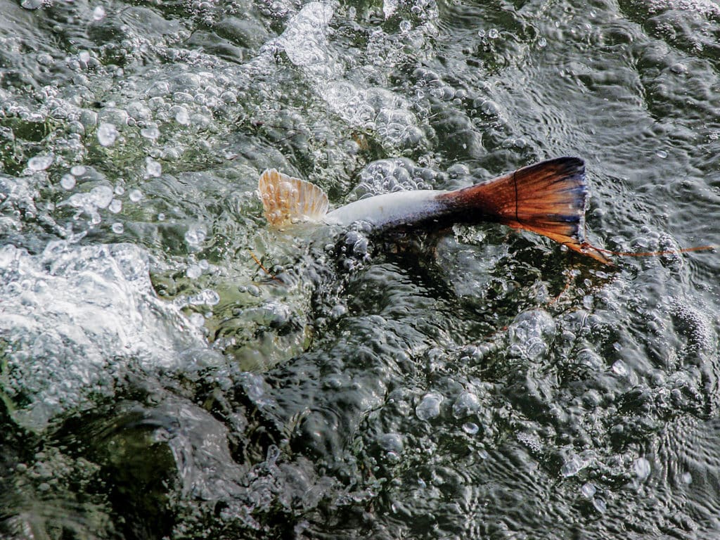 fishing for big redfish in Florida