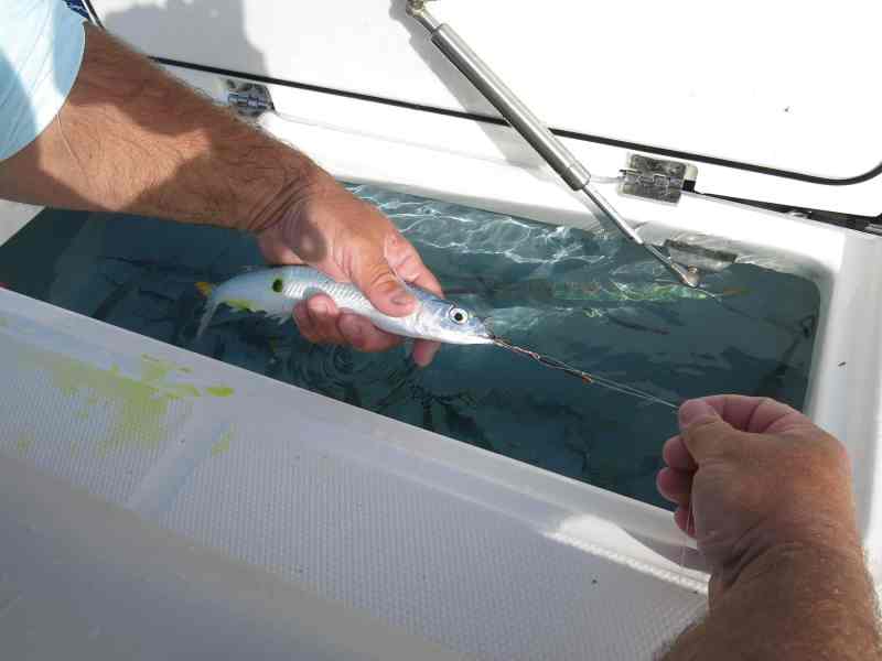 Trolling live ballyhoo