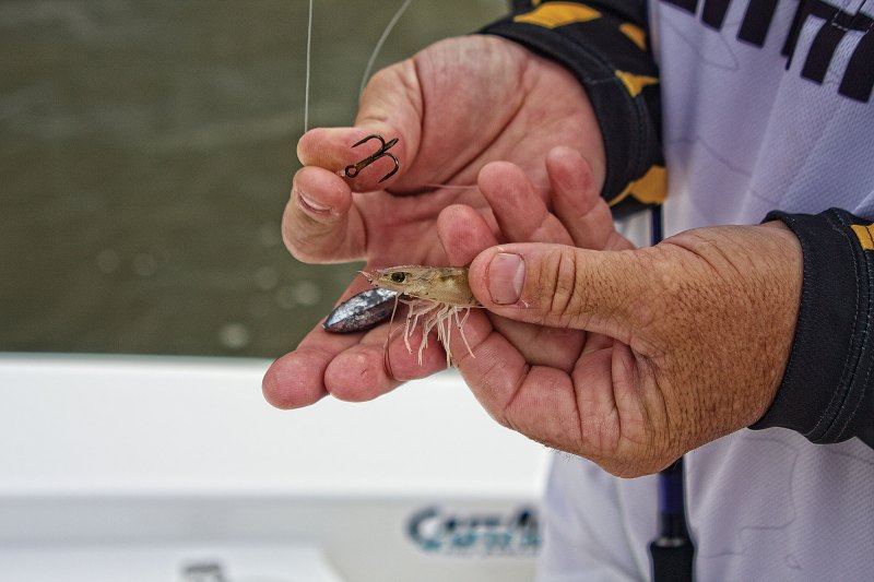 speckled trout in Louisiana
