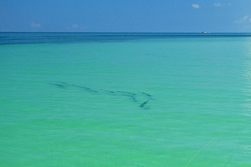 tarpon fishing
