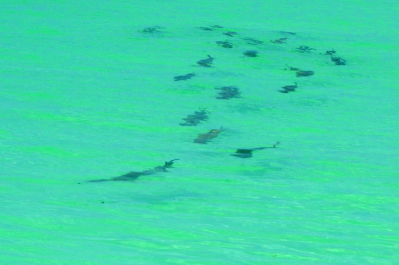 Tarpon often travel in strings of 8 or more along oceanside flats, where it takes precision and finesse to get a taker.
