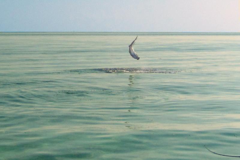 jumping tarpon