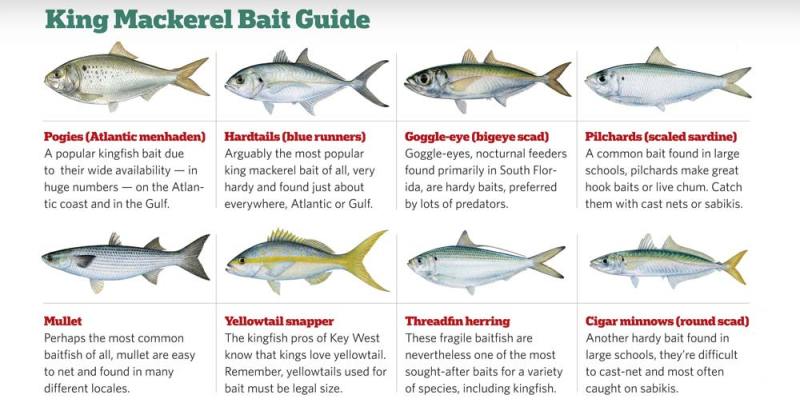 king mackerel bait guide