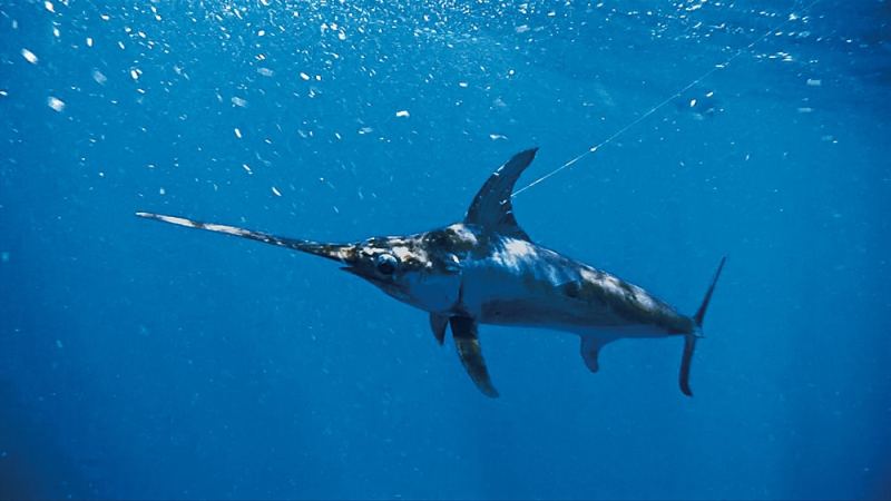 Monofilament Versus Fluorocarbon Leaders