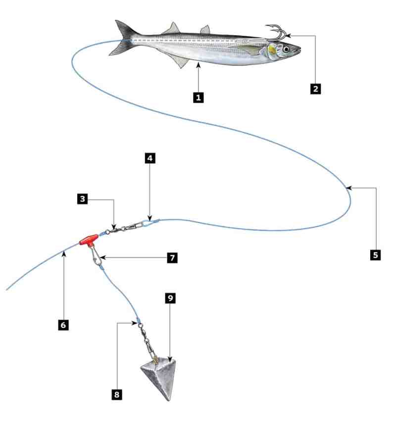 Catch Northern California Delta Stripers