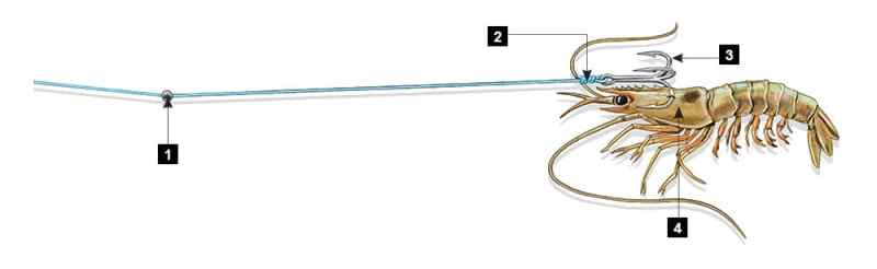 Fishing With Live Bait
