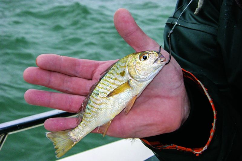 live bait