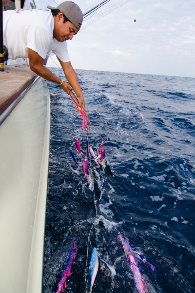 white marlin fishing