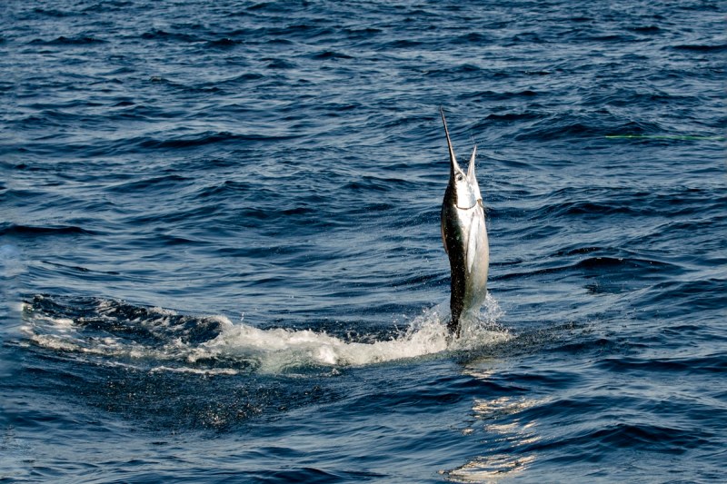 white marlin fishing