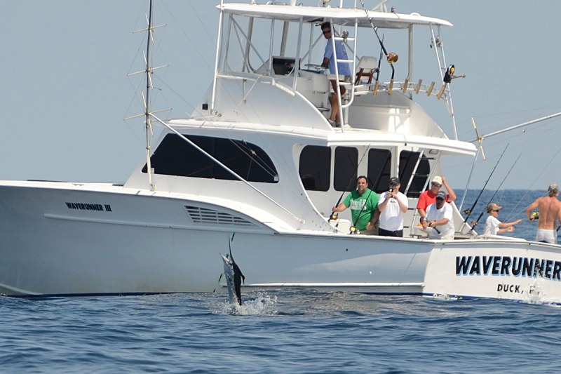 white marlin fishing