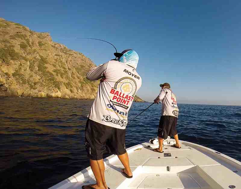 calico bass