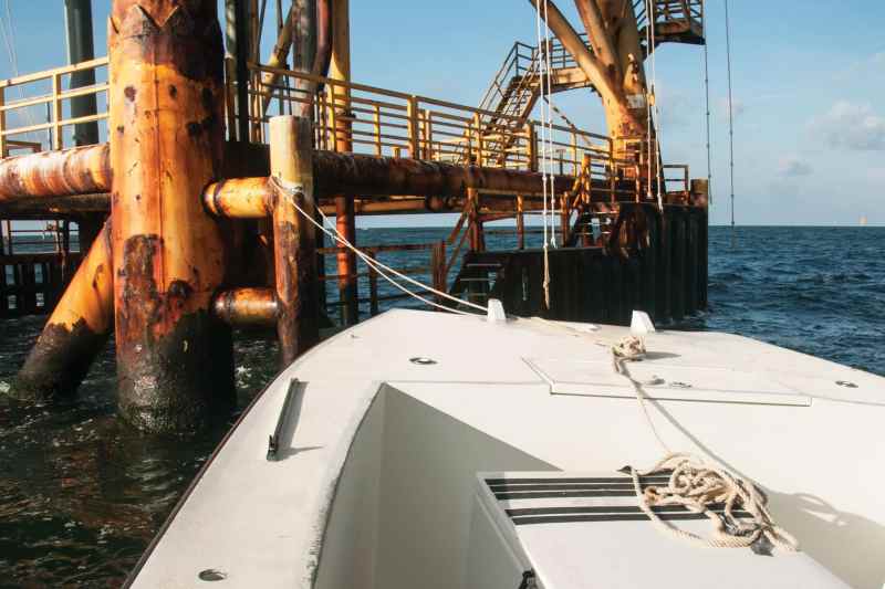 red snapper around oil rig