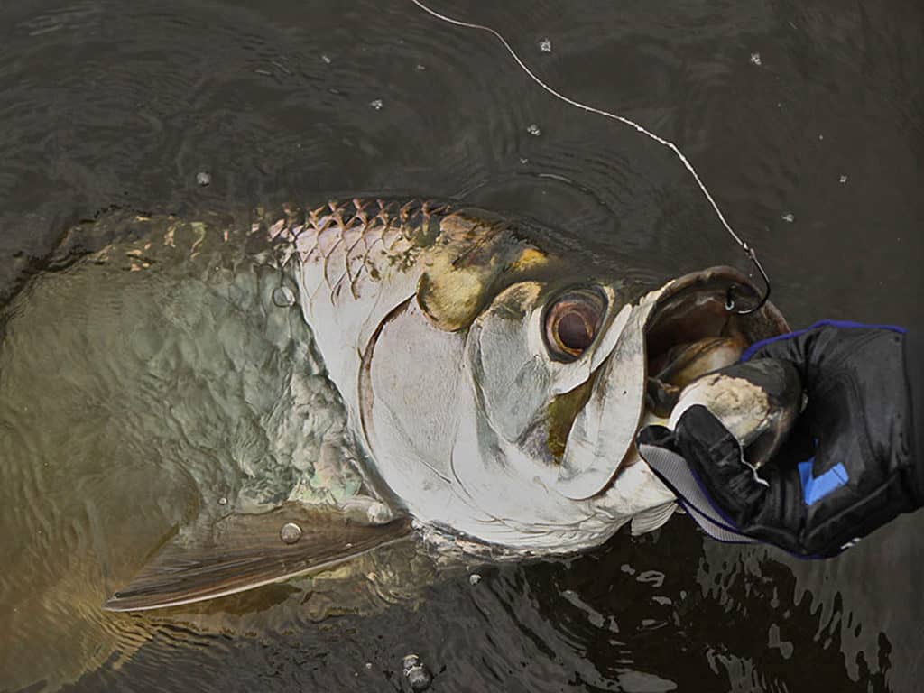 Charter captains and top tarpon anglers favor different rigs and setups. Here are the rigs three tarpon experts recommend.
