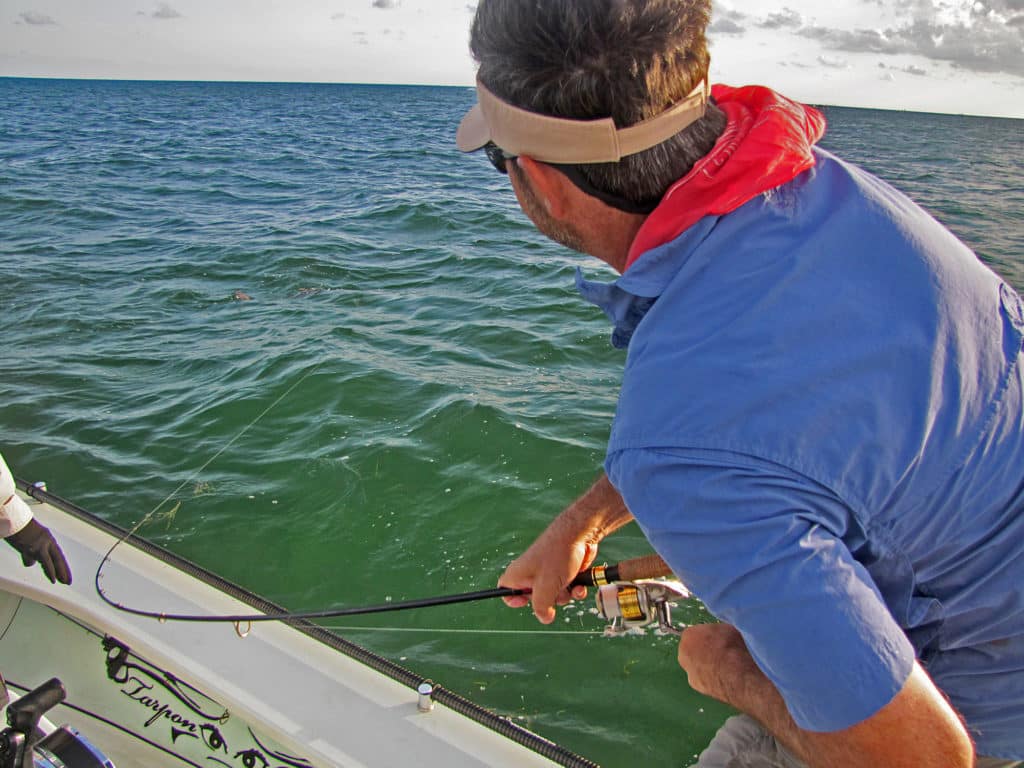 With summer spawning rituals behind them, and winter’s chill and slim pickings on the horizon, tarpon put on their feed bags.