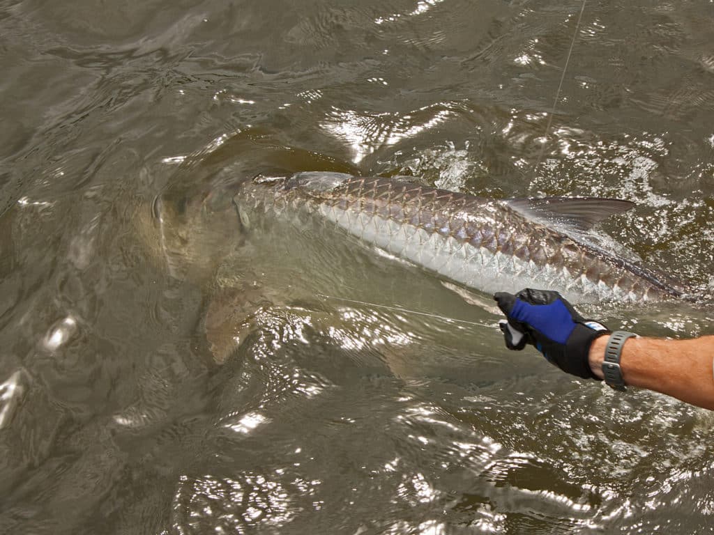 Packs of hungry tarpon follow the baitfish pilgrimage, tearing into the schools along the beaches throughout the day and ambushing them at the passes, inlets, river mouths and channel bridges after dark.