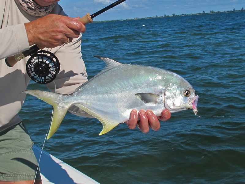 Should you see stingrays on a flat, watch for any pompano in tow.