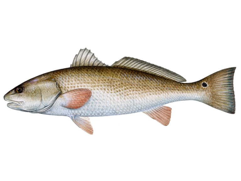 Illustration of a redfish.