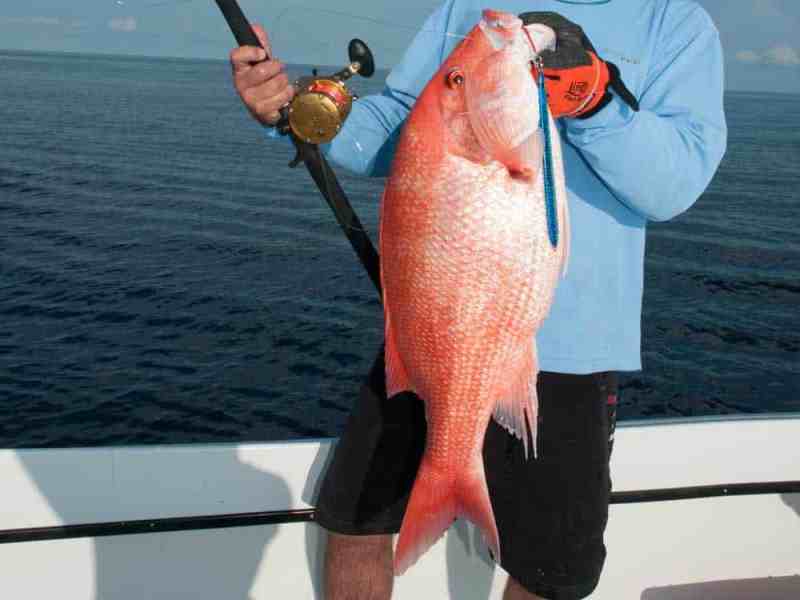 red snapper in Gulf of Mexico
