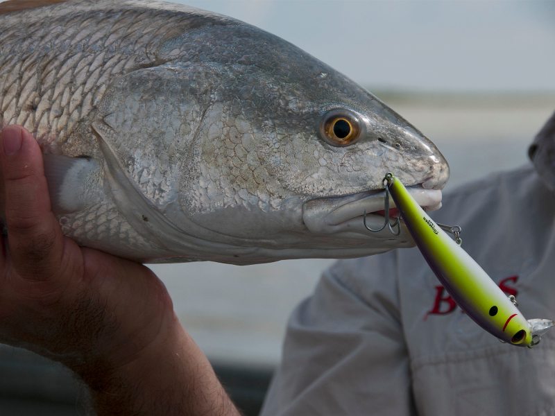 Many reds are caught working 4- to 6-foot diving crankbaits over shell bars and around other submerged structure.