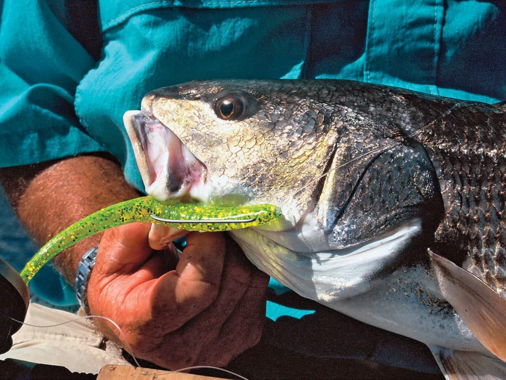 Pitching soft-plastic lures rigged weedless to reds amid spartina grass is a proven method developed in coastal areas.
