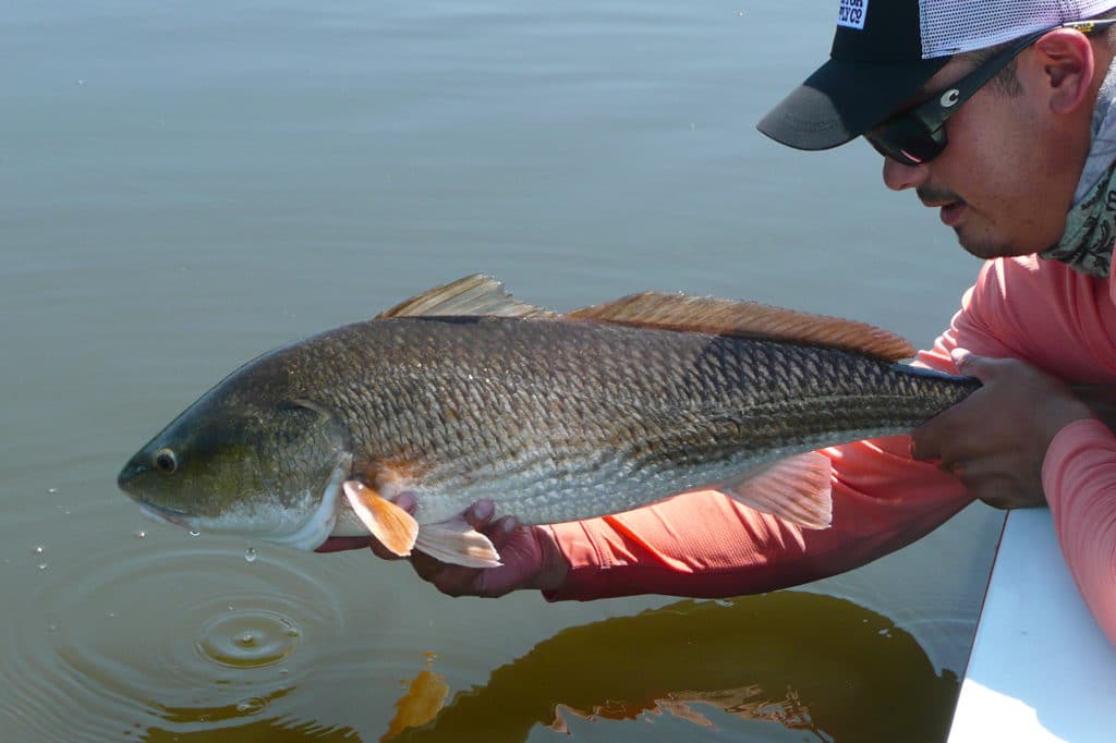 Release most redfish to ensure a healthy fishery for years to come.