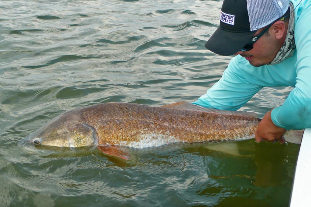 Many Louisiana redfish surpass the 27-inch limit, but one trophy fish is allowed in the 5-fish daily bag.