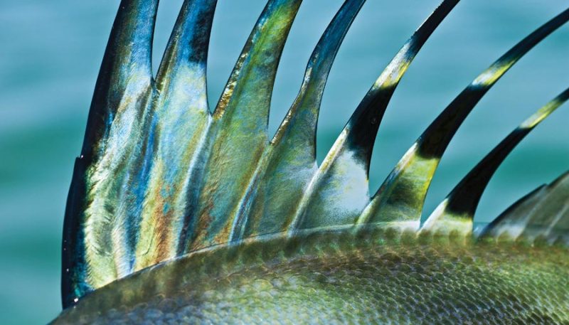 roosterfish-mexico-closeup.jpg