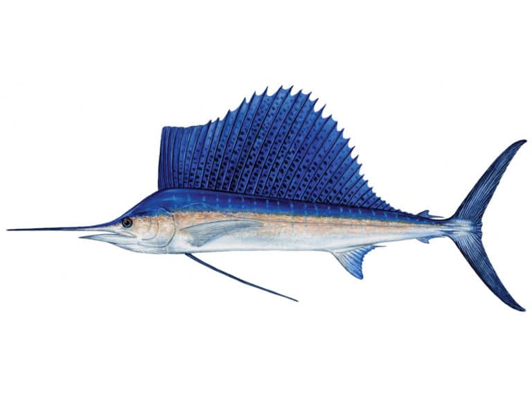 Illustration of a sailfish.
