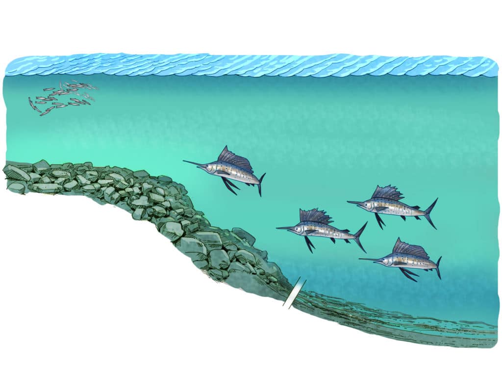 Shallow water Florida Keys sailfish