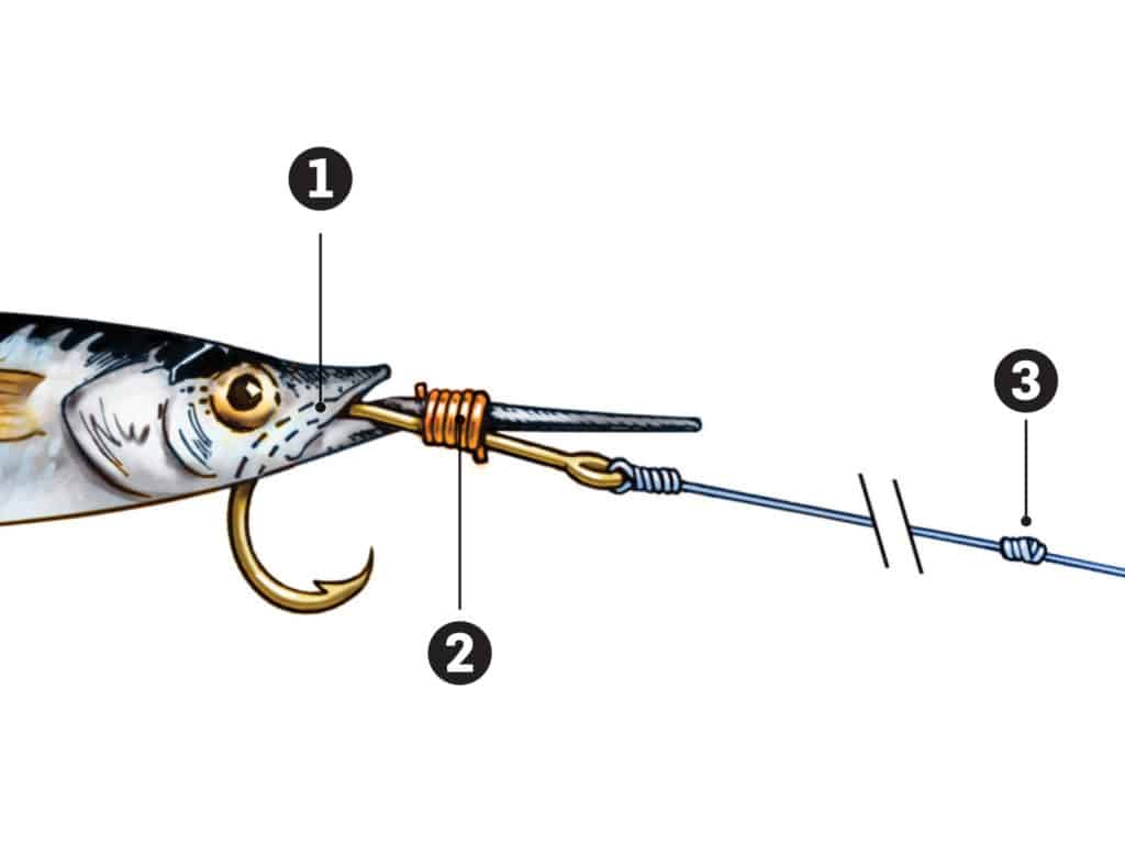 Shallow water Florida Keys sailfish