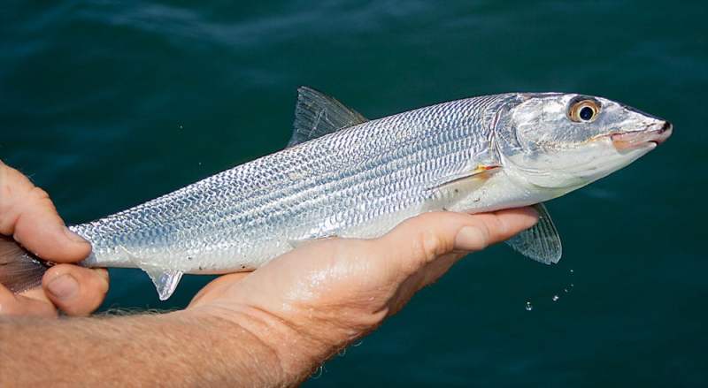 San Diego bonefish