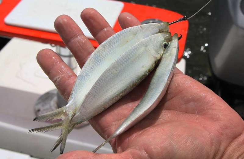 san juan tarpon_14.jpg