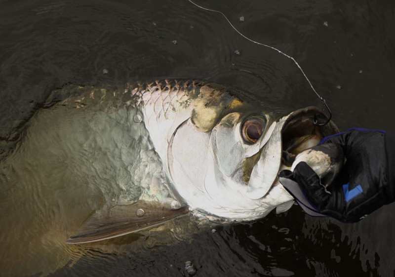 san juan tarpon_18.jpg