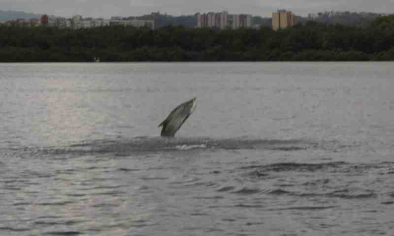 san juan tarpon_19.jpg