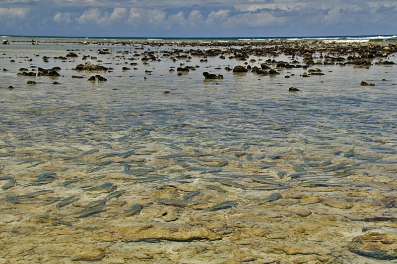 unweighted flies for bonefish