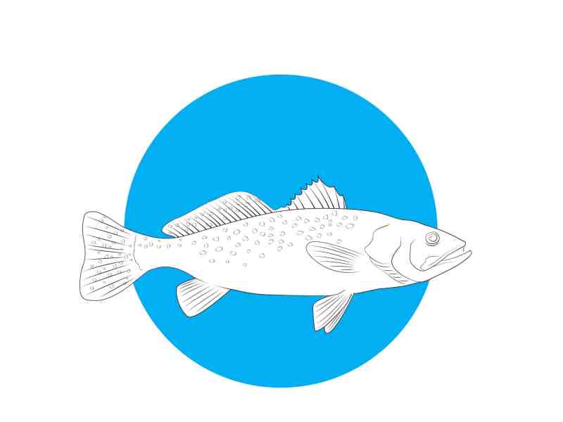 seatrout